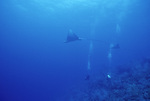 Eagle Rays at Pinnacle Ridge Near Carrie Bow Cay, Belize, B by John C. Ogden