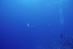 Eagle Rays at Pinnacle Ridge Near Carrie Bow Cay, Belize, C by John C. Ogden