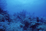 Plankton Feeders at Pinnacle Ridge Near Carrie Bow Cay, Belize by John C. Ogden