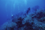 Gorgonians at Pinnacle Ridge Near Carrie Bow Cay, Belize by John C. Ogden