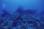 Diver Explores Pinnacle Ridge Near Carrie Bow Cay, Belize, A by John C. Ogden