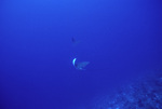 Two Eagle Rays at Pinnacle Ridge Near Carrie Bow Cay, Belize by John C. Ogden