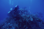 Diver Explores Pinnacle Ridge Near Carrie Bow Cay, Belize, B by John C. Ogden