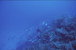 Gray Snappers at Pinnacle Ridge Near Carrie Bow Cay, Belize, A by John C. Ogden