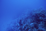 Gray Snappers at Pinnacle Ridge Near Carrie Bow Cay, Belize, B by John C. Ogden