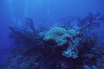 Yellow Finger Coral at Pinnacle Ridge Near Carrie Bow Cay, Belize by John C. Ogden