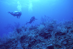 Dylan Gomez and Ian Macintyre at Pinnacle Ridge Near Carrie Bow Cay, Belize by John C. Ogden