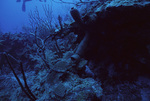 Underwater View of Pinnacle Ridge Near Carrie Bow Cay, Belize, C by John C. Ogden