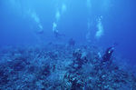 Underwater View of Pinnacle Ridge Near Carrie Bow Cay, Belize, D by John C. Ogden