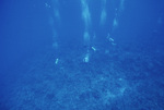 Underwater View of Pinnacle Ridge Near Carrie Bow Cay, Belize, E by John C. Ogden