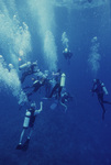 Divers Converge at Pinnacle Ridge Near Carrie Bow Cay, Belize by John C. Ogden