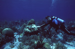 Ian Macintyre Pokes Coral at Pinnacle Ridge Near Carrie Bow Cay, Belize by John C. Ogden