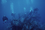 John C. Ogden and Peers Dive on Outer Ridge Near Carrie Bow Cay, Belize, A by Ian Macintyre