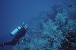 John C. Ogden Explores Outer Slope of Carrie Bow Cay, Belize by Ian Macintyre