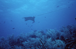 Spotted Eagle Ray at Outer Ridge Near Carrie Bow Cay, Belize by Ian Macintyre