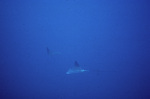 Two Spotted Eagle Rays at Outer Ridge Near Carrie Bow Cay, Belize by Ian Macintyre