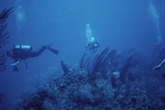 John C. Ogden and Peers Dive on Outer Ridge Near Carrie Bow Cay, Belize, B by Ian Macintyre