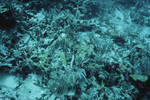 Ivan Goodbody's Ascidians at Patch Reef in Pelican Cays, Belize by Ian Macintyre