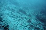 East Slope of Patch Reef in Pelican Cays, Belize by Ian Macintyre