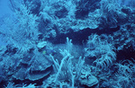 Unidentified Fish at Outer Ridge Near Carrie Bow Cay, Belize by Ian Macintyre