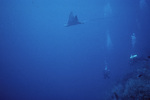 Spotted Eagle Ray Heads into Deep Water Near Carrie Bow Cay, Belize by Ian Macintyre