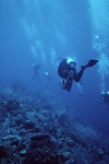 Divers Swim at Top of Outer Slope Near Carrie Bow Cay, Belize by Ian Macintyre