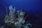 Outer Reef Slope Near Carrie Bow Cay, Belize by Hironobu Kan