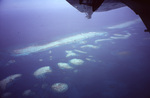 Aerial View of Barrier Reef in Belize, D by John C. Ogden