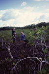 Two Researchers Smile While Observing Mangroves at Twin Cays, Belize by John C. Ogden