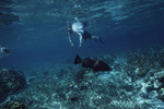 Snorkeler at Hol Chan Marine Reserve in San Pedro, Belize