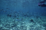 Gray Snappers at Hol Chan Marine Reserve in San Pedro, Belize, A