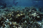 Two Snorkelers Observe Hol Chan Marine Reserve in San Pedro, Belize