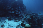 Gray Snappers at Hol Chan Marine Reserve in San Pedro, Belize, B