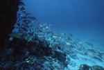 Gray Snappers at Hol Chan Marine Reserve in San Pedro, Belize, C