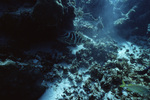 Nassau Grouper at Hol Chan Marine Reserve in San Pedro, Belize