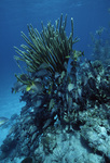 Bluestriped Grunts at Hol Chan Marine Reserve in San Pedro, Belize, A