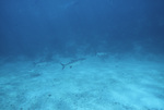 Tarpon at Hol Chan Marine Reserve in San Pedro, Belize