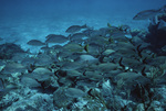 Bluestriped Grunts at Hol Chan Marine Reserve in San Pedro, Belize, B