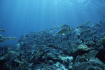 Bluestriped Grunts at Hol Chan Marine Reserve in San Pedro, Belize, C