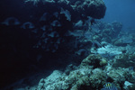 Gray Snappers at Hol Chan Marine Reserve in San Pedro, Belize, D