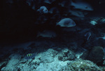 Dog Snappers and Sergeant Majors at Hol Chan Marine Reserve in San Pedro, Belize