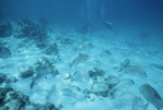 Gray Snappers at Hol Chan Marine Reserve in San Pedro, Belize, E