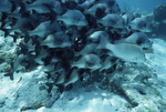 Gray Snappers at Hol Chan Marine Reserve in San Pedro, Belize, F