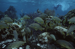 Bluestriped Grunts at Hol Chan Marine Reserve in San Pedro, Belize, D