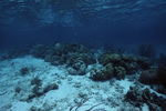 Sergeant Majors in Distance at Hol Chan Marine Reserve in San Pedro, Belize, A