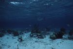 Palometa with Sergeant Majors in Distance at Hol Chan Marine Reserve in San Pedro, Belize