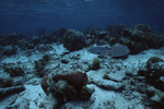 Black Grouper and Hogfish at Hol Chan Marine Reserve in San Pedro, Belize by John C. Ogden