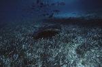 Southern Stingray at Hol Chan Marine Reserve in San Pedro, Belize, A