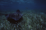 Southern Stingray at Hol Chan Marine Reserve in San Pedro, Belize, B