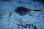 Southern Stingray at Hol Chan Marine Reserve in San Pedro, Belize, C